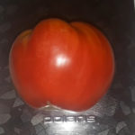 Variedad de tomate Vladyka