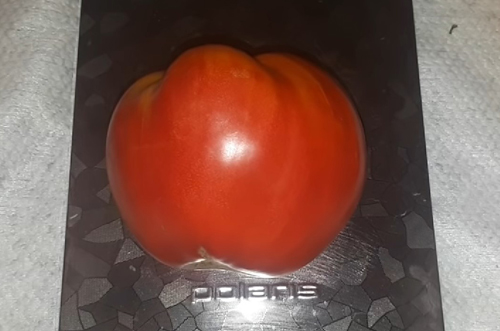 Сорт домати Vladyka