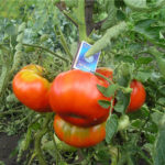 Сорт домати Зимаревски гигант