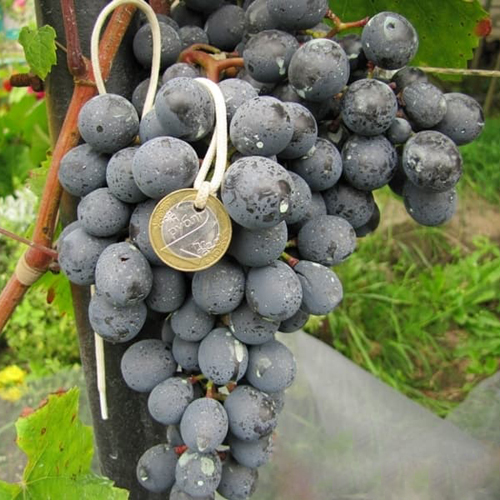 Varietà di uva Agat Donskoy