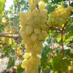 Variedad de uva largamente esperada