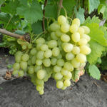 Odmiana winogron Nadieżda Aksayskaya