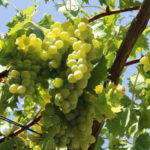 Odmiana winogron Valek