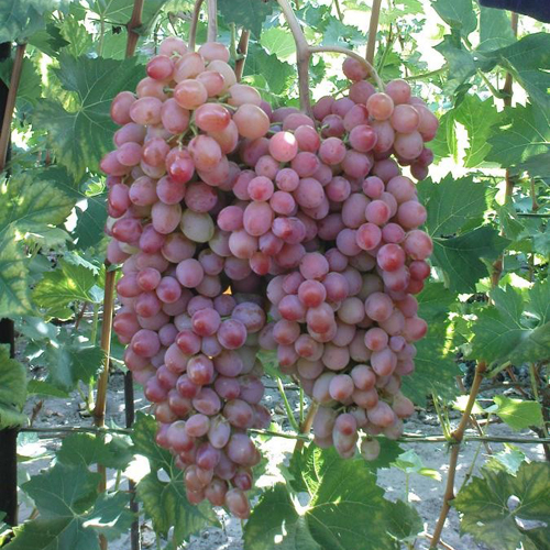 Vodogray grape variety
