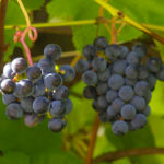 Odmiana winogron Zilga