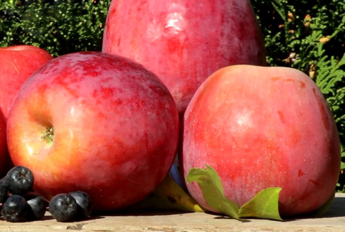 متنوعة التفاح باميات أوليانيشيف