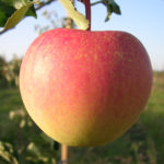 Apple variety Pinova