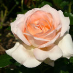 Rose Chandos beauty (Chandos beauty)