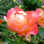 Rose Decor Arlequín (Decor Arlequin)