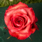 Rosa iguana