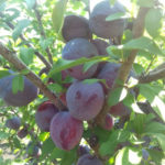 Cherry plum variety Cleopatra