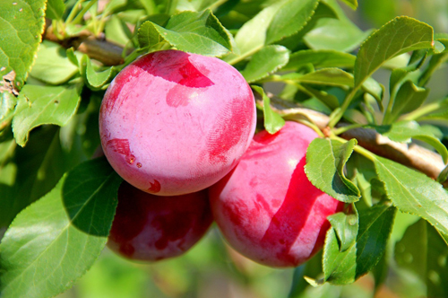 Cherry plum variety Abundant