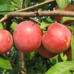 Carpa de variedad de ciruela cereza