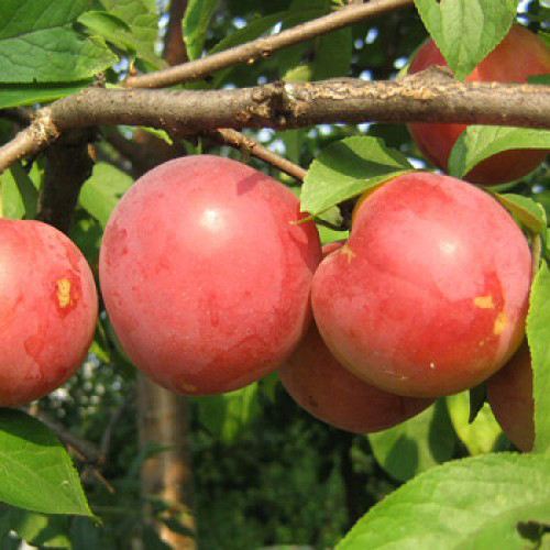 Carpa de variedad de ciruela cereza