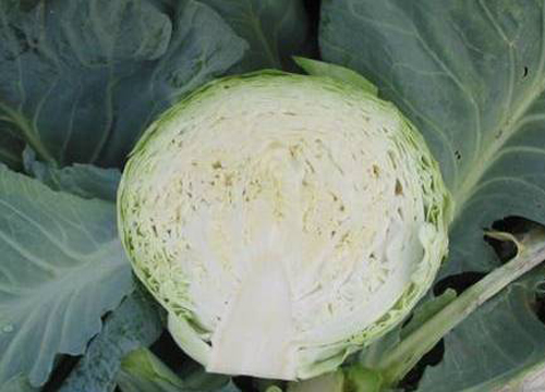 Cyclops cabbage variety (F1)