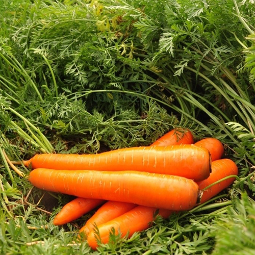 Carrot variety Laguna (F1)