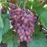 Arched grape variety