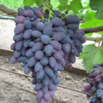 Odmiana winogron Atos