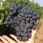 Odmiana winogron Attica