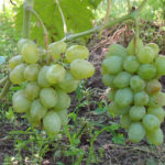 Variedad de uva Elegant