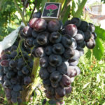 Odmiana winogron Furshetny