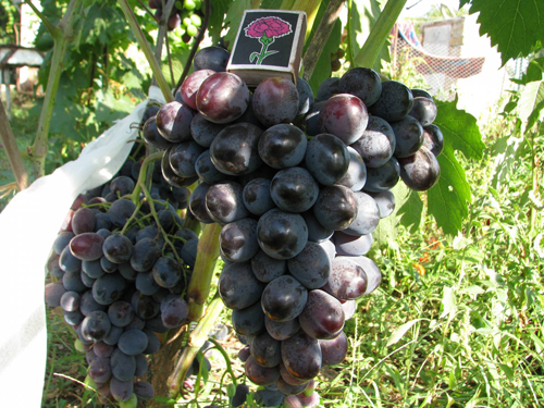 Varietà di uva Furshetny