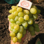 Odmiana winogron Galahad