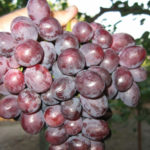 Variedad de uva Zarya Nesvetaya