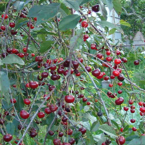 Cherry variety Garland