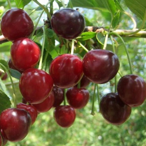 Cherry variety Griot Moscow