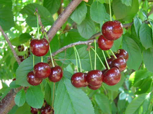 Giocattolo di varietà di ciliegie (duca)