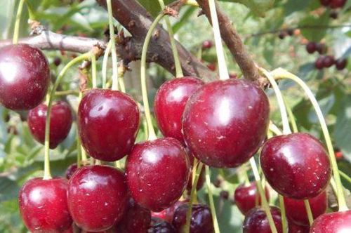 Cherry variety Pamyat Yenikeeva