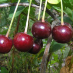 Cherry variety Radonezh