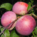 Variedad de manzana frambuesa bielorrusa