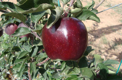 Varietà di mele Jeromini
