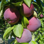 Сорт ябълка Джин (колонен)