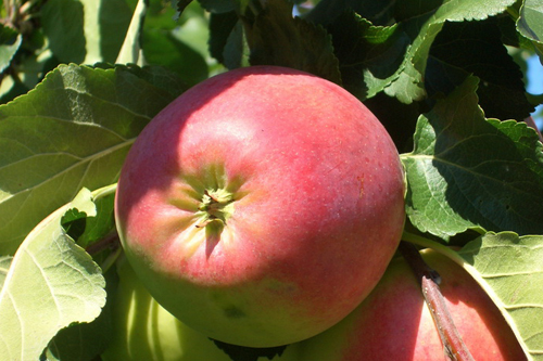 Odmiana jabłek Uspenskoe