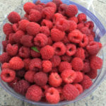 Raspberry variety Indian summer