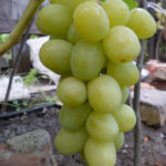 Odmiana winogron Darya