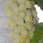 Odmiana winogron Galbena nou (Zolotinka)