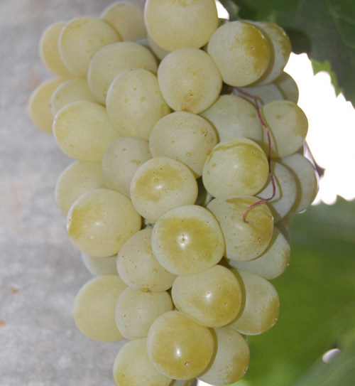 זן ענבים גלבנה נואו (זולוטינקה)