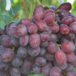 Сорт грозде Граф на Монте Кристо