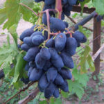 Rombowa odmiana winogron
