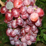 Odmiana winogron Ruta