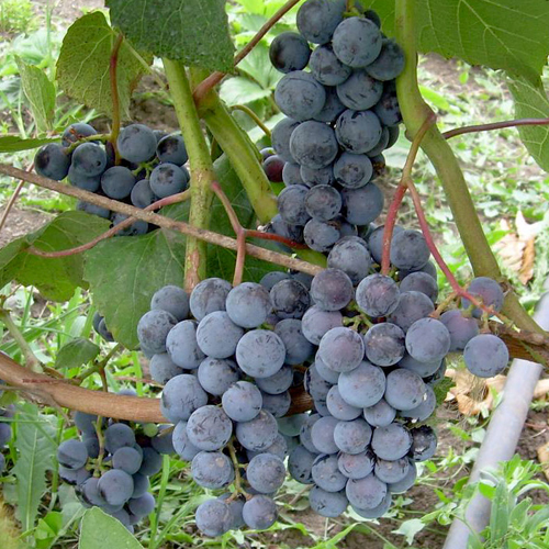 Odmiana winogron Taiga