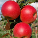 Сорт ябълка Баян