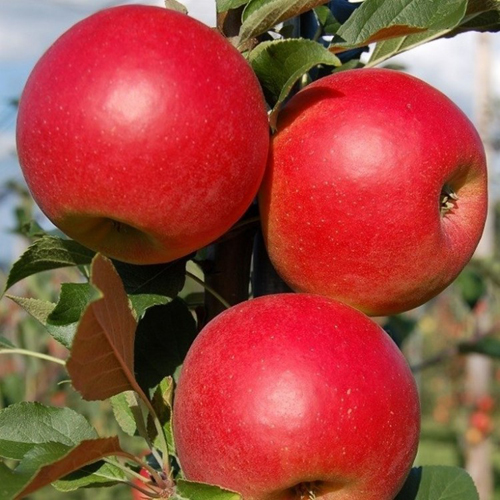 Varietà di mele Bayan