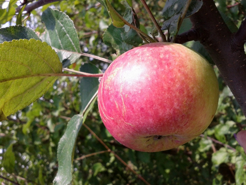 מגוון תפוחים בסמיאנקה מיכורינסקאיה