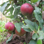 Сорт ябълка Червонец (колонен)