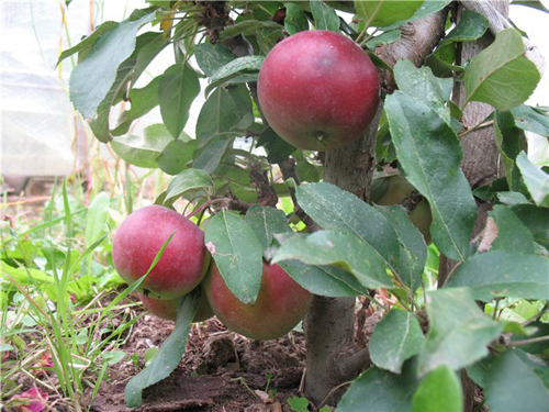 Сорт ябълка Червонец (колонен)